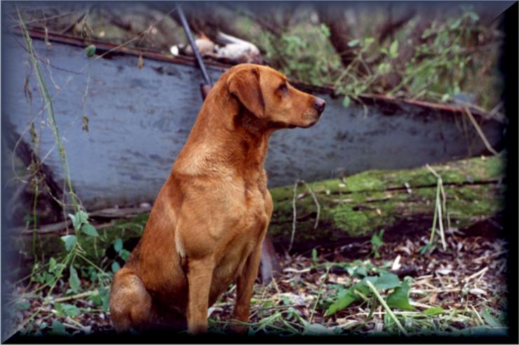 RIVEBLANCHE CHASSEUR